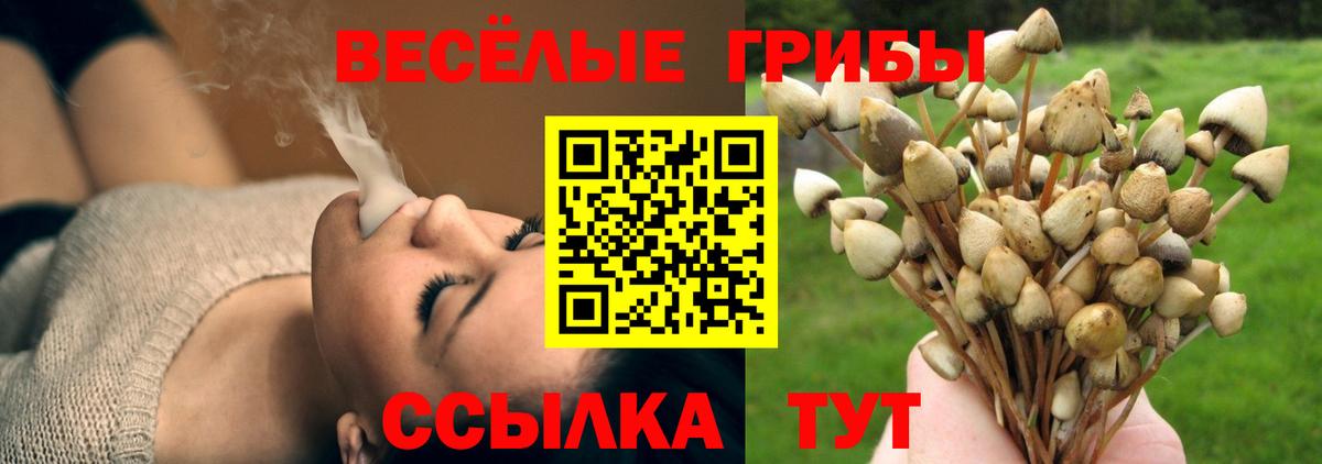 Псилоцибиновые грибы Psilocybe Вичуга